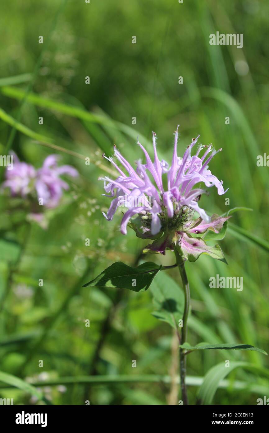 bergamot bloom