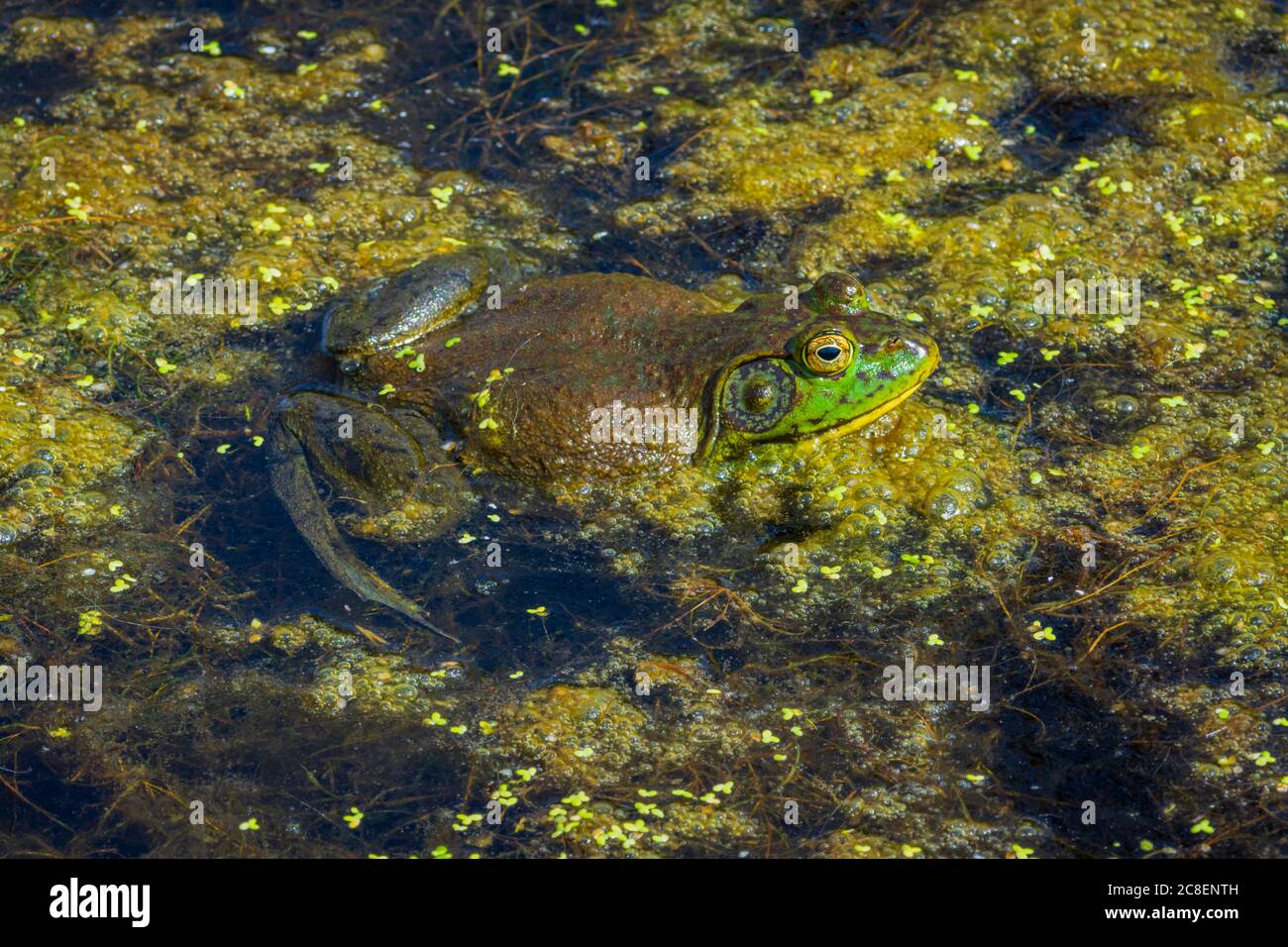 Male American Bullfrog resting on surface of wetlands marsh among duckweed and organic vegetation, Castle Rock Colorado USA. Photo taken in July. Stock Photo