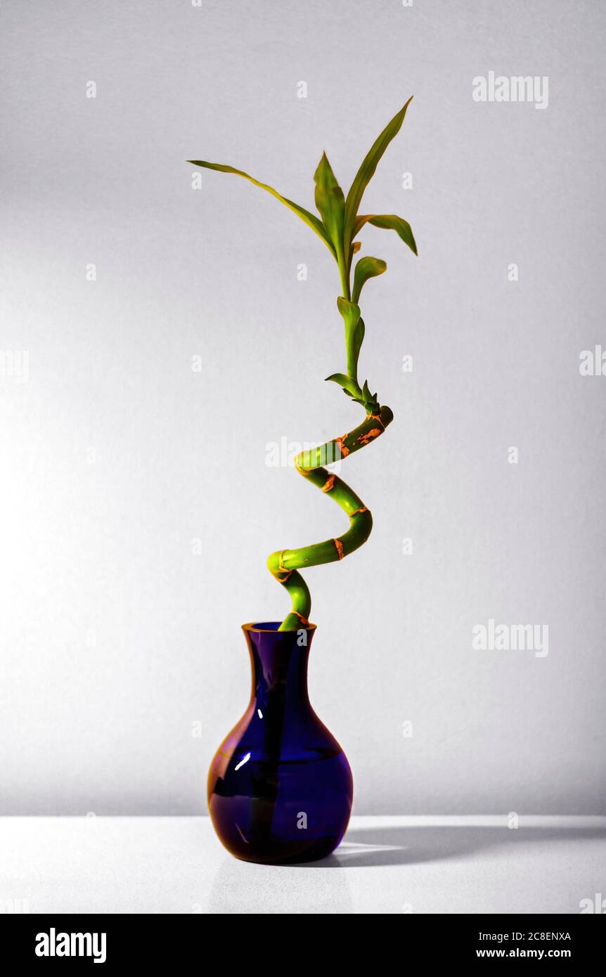 Lucky spiral bamboo in a purple vase Stock Photo
