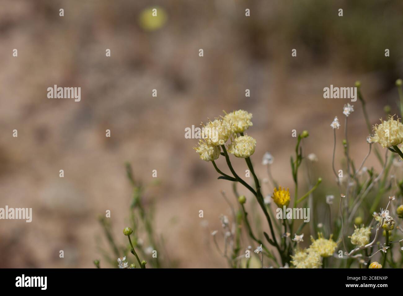 Rayless Goldenhead, Acamptopappus Sphaerocephalus, Asteraceae, native subshrub in the margins of Joshua Tree City, Southern Mojave Desert, Springtime. Stock Photo