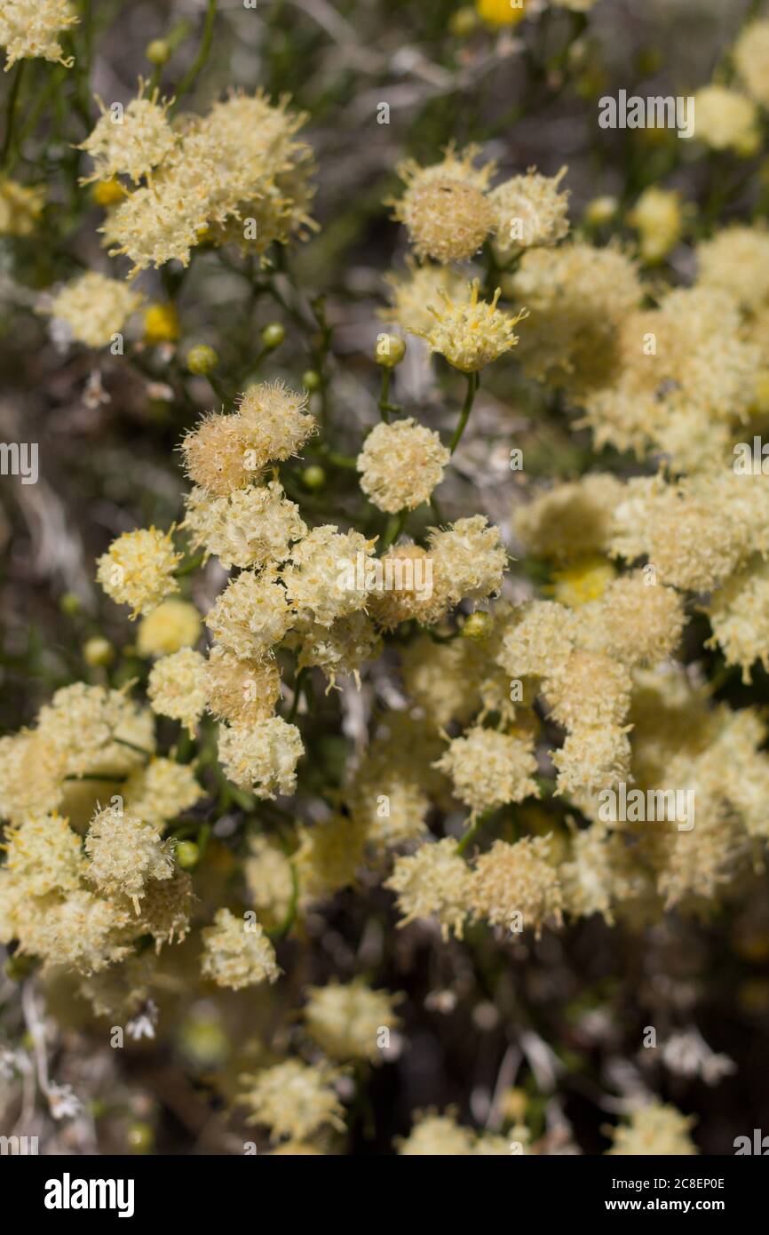 Rayless Goldenhead, Acamptopappus Sphaerocephalus, Asteraceae, native subshrub in the margins of Joshua Tree City, Southern Mojave Desert, Springtime. Stock Photo