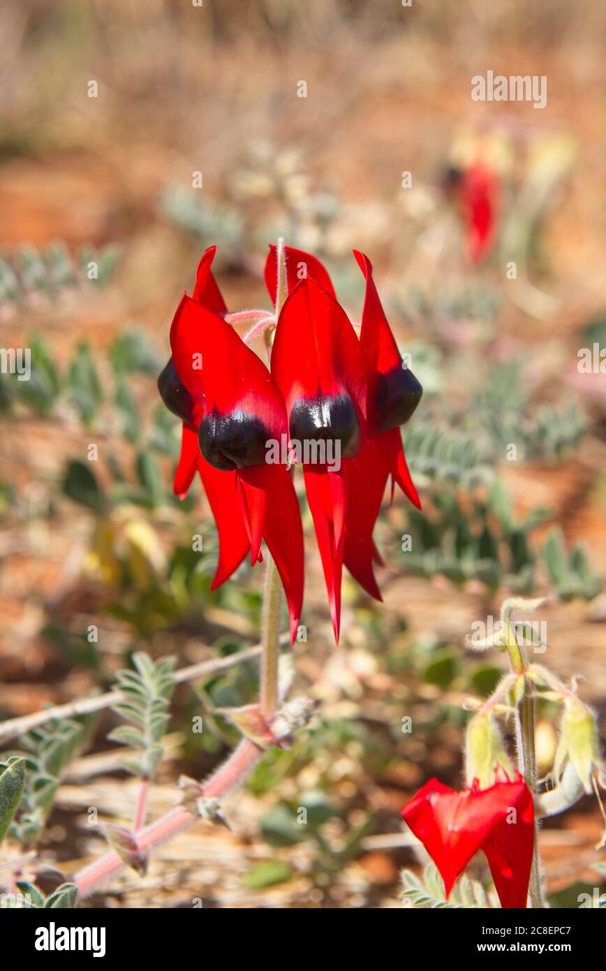 Swainsona formosa or Sturt's Desert Pea, flower emblem of South Australia, in natural habitat in desert outback of Australia. Stock Photo