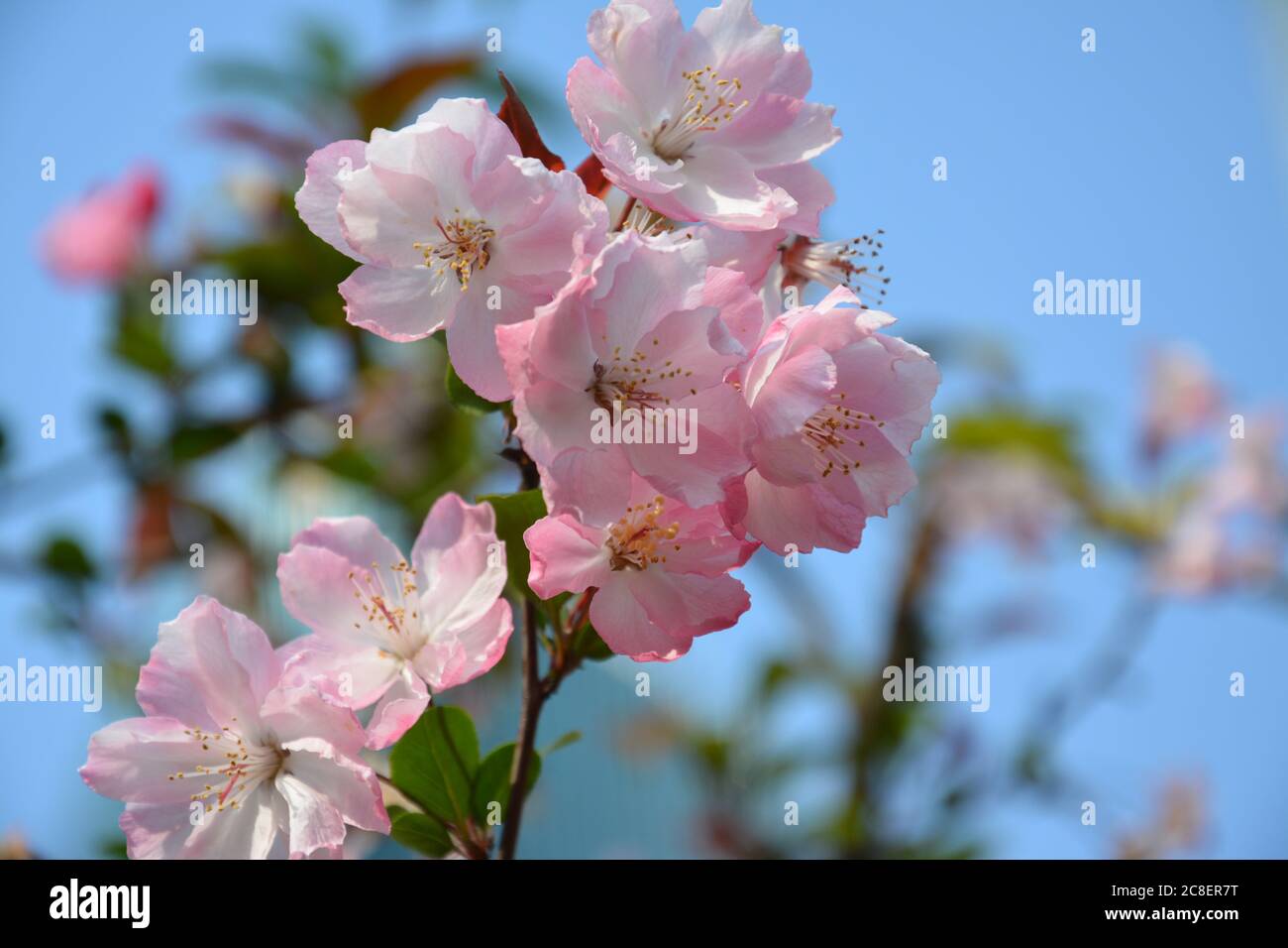 The pink crabapple flowers in a park in Shanghai, the deep pink and the blue sky have attractive color Stock Photo