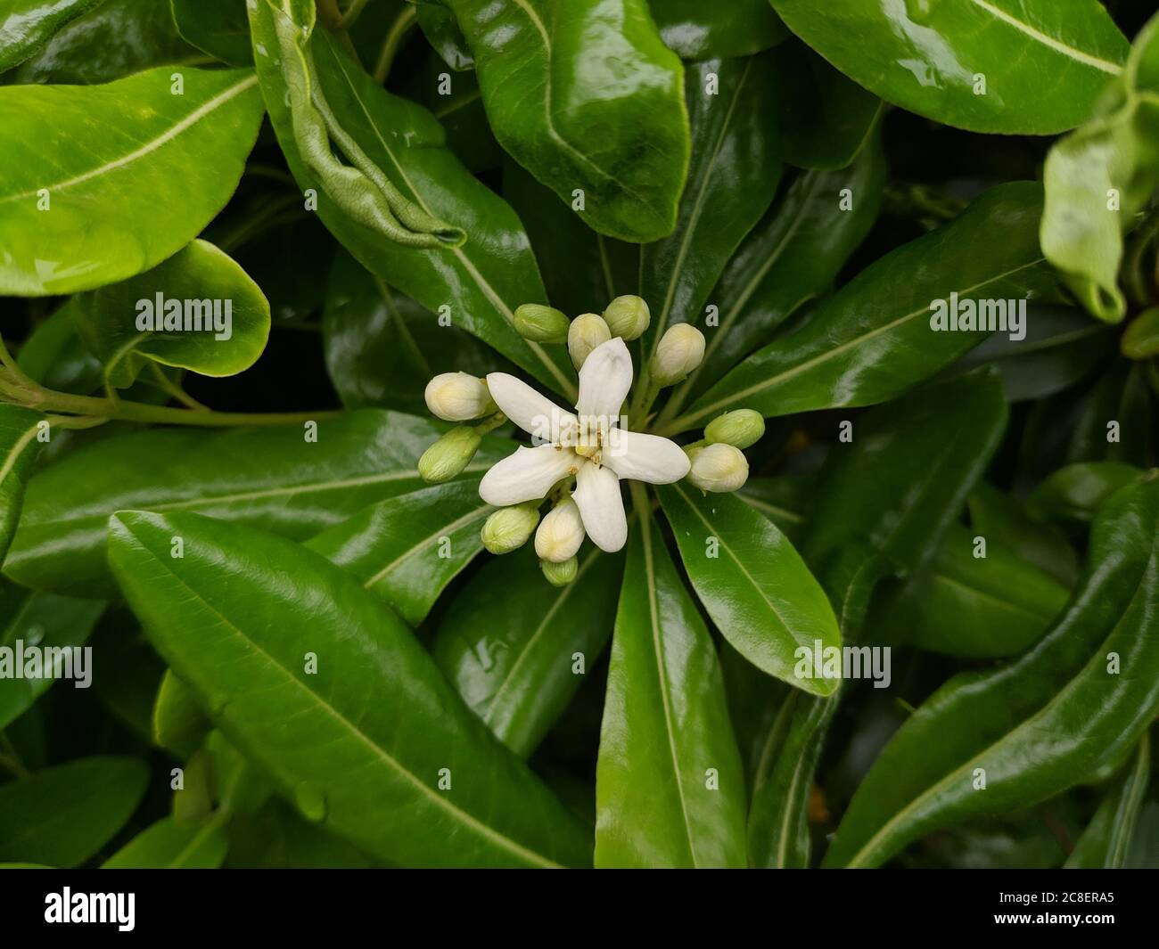 Pittosporum flowers hi-res stock photography and images - Alamy