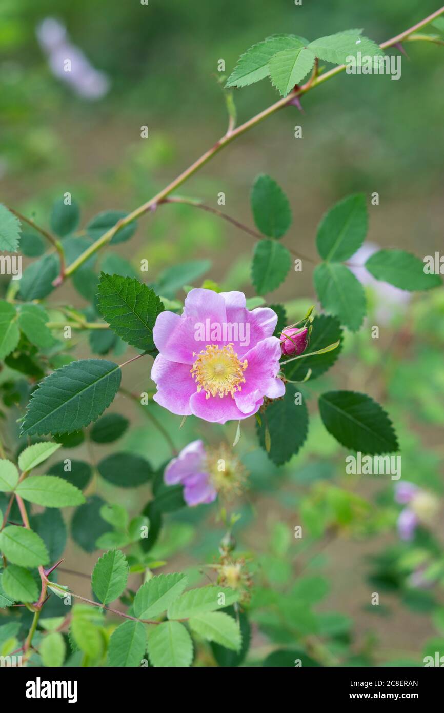 Rosa woodsii var. Fendleri. Woods rose / Wild rose Stock Photo - Alamy