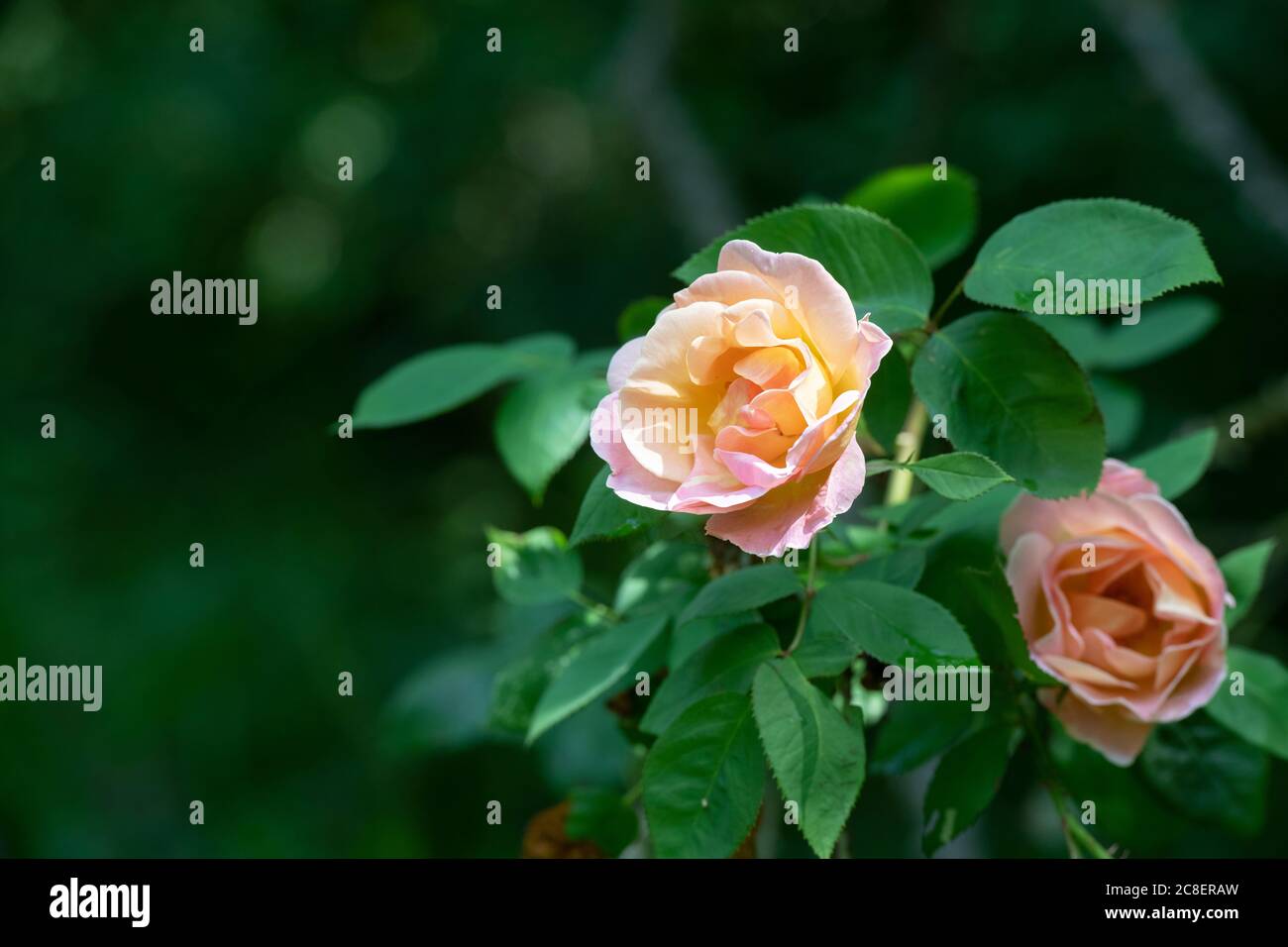 Rosa dr hi-res stock photography and images - Alamy