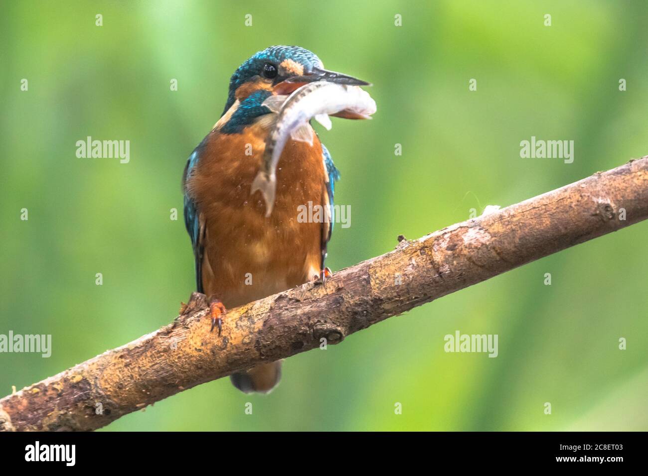 Common European Kingfisher (Alcedo atthis) perched on a stick above the river and hunting for fish. A Minnow (Phoxinus phoxinus has been caught and is Stock Photo