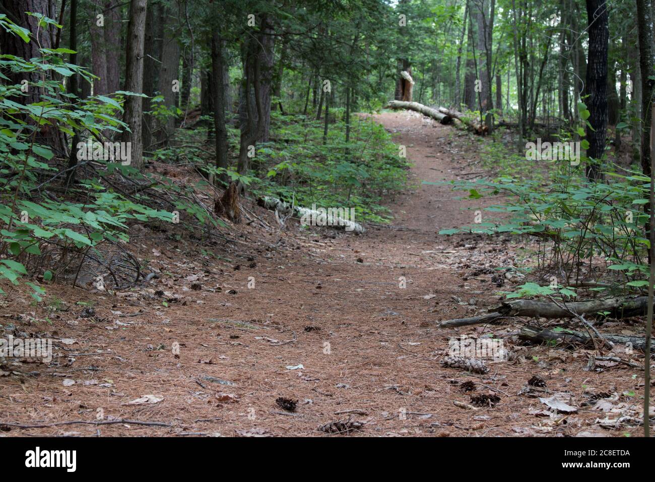 trail leading to Foys Beach on Round Lake, Ontario, Canada Stock Photo