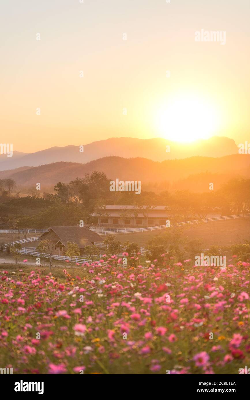 Beautiful cosmos flower sunrise hi-res stock photography and images - Alamy