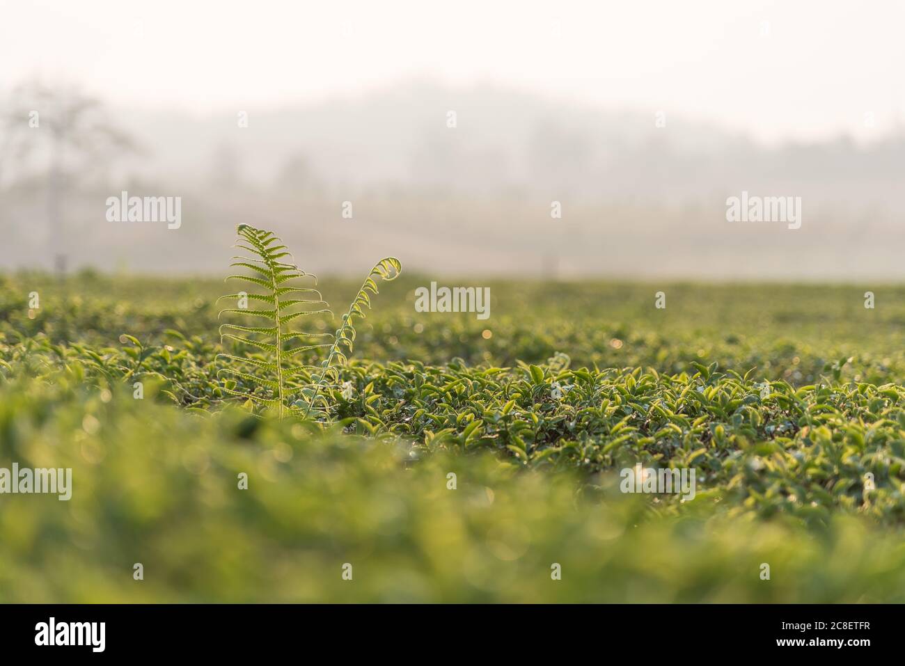 The scenery of the fern leaves growing over the row of tea plantation in Chiang Rai, Thailand. Stock Photo