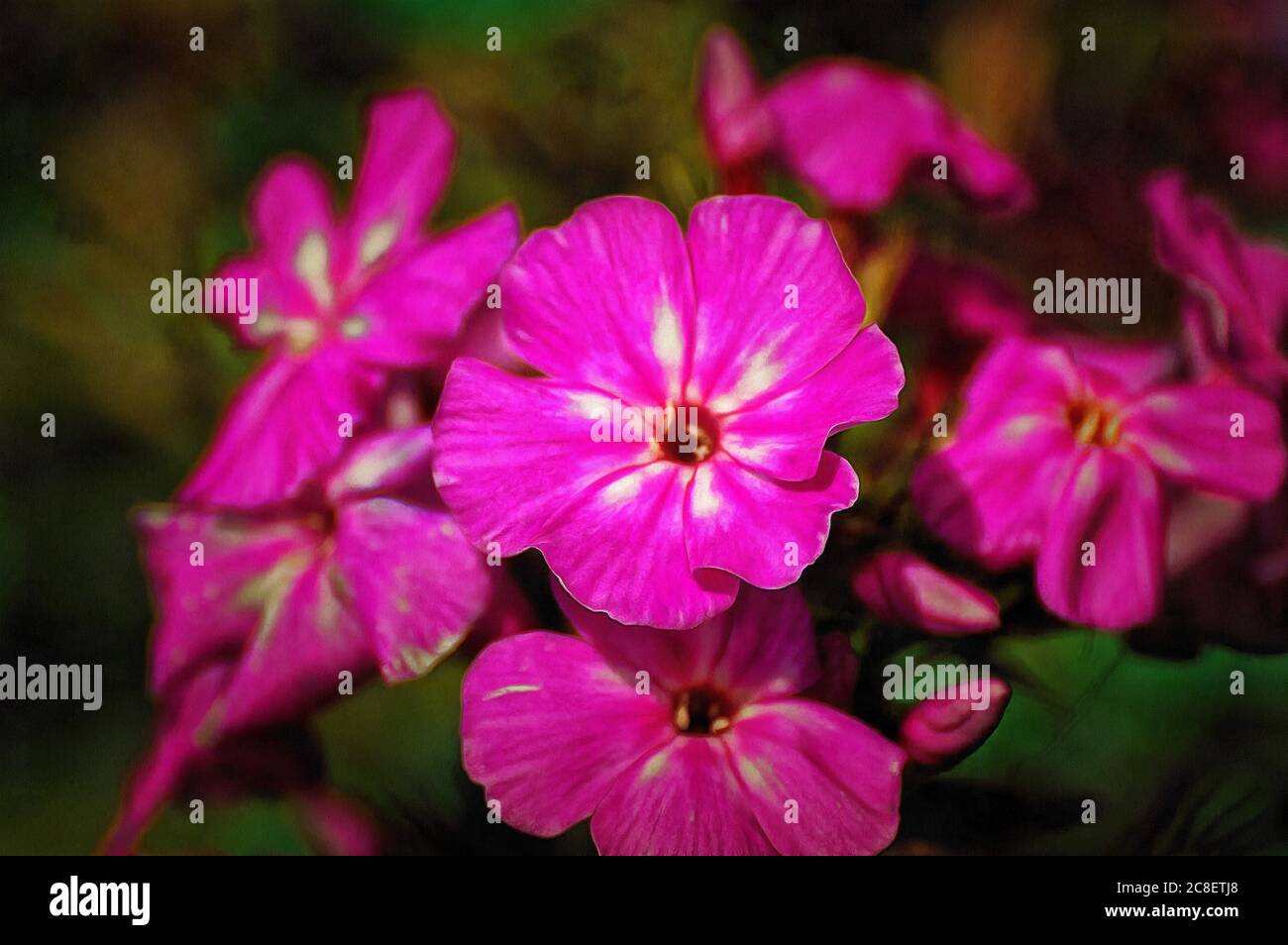 Illustrations flowers Phlox Stock Photo