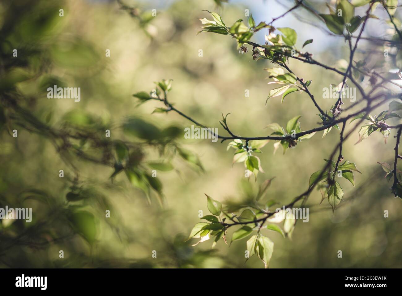 The scenery of plum leaves glowing under sunrise in Ang Khang garden, Chiang Mai, Thailand. Stock Photo