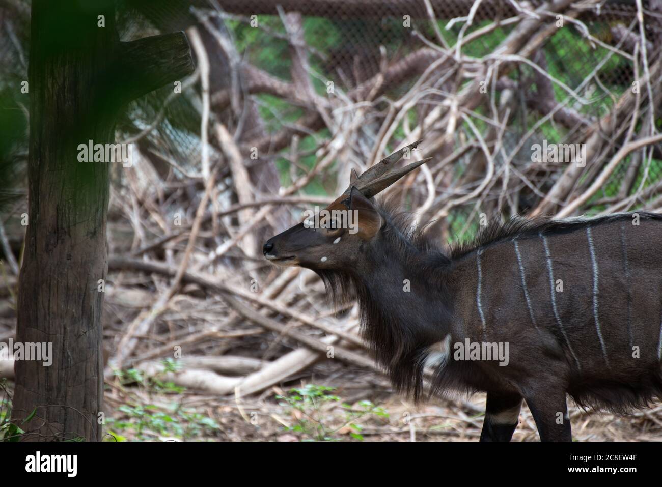 The scenery of the tragelaphus angasii or antelope walking in the zoo. Stock Photo