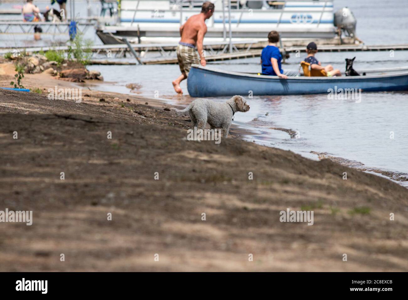 white dog playing on the beach Stock Photo