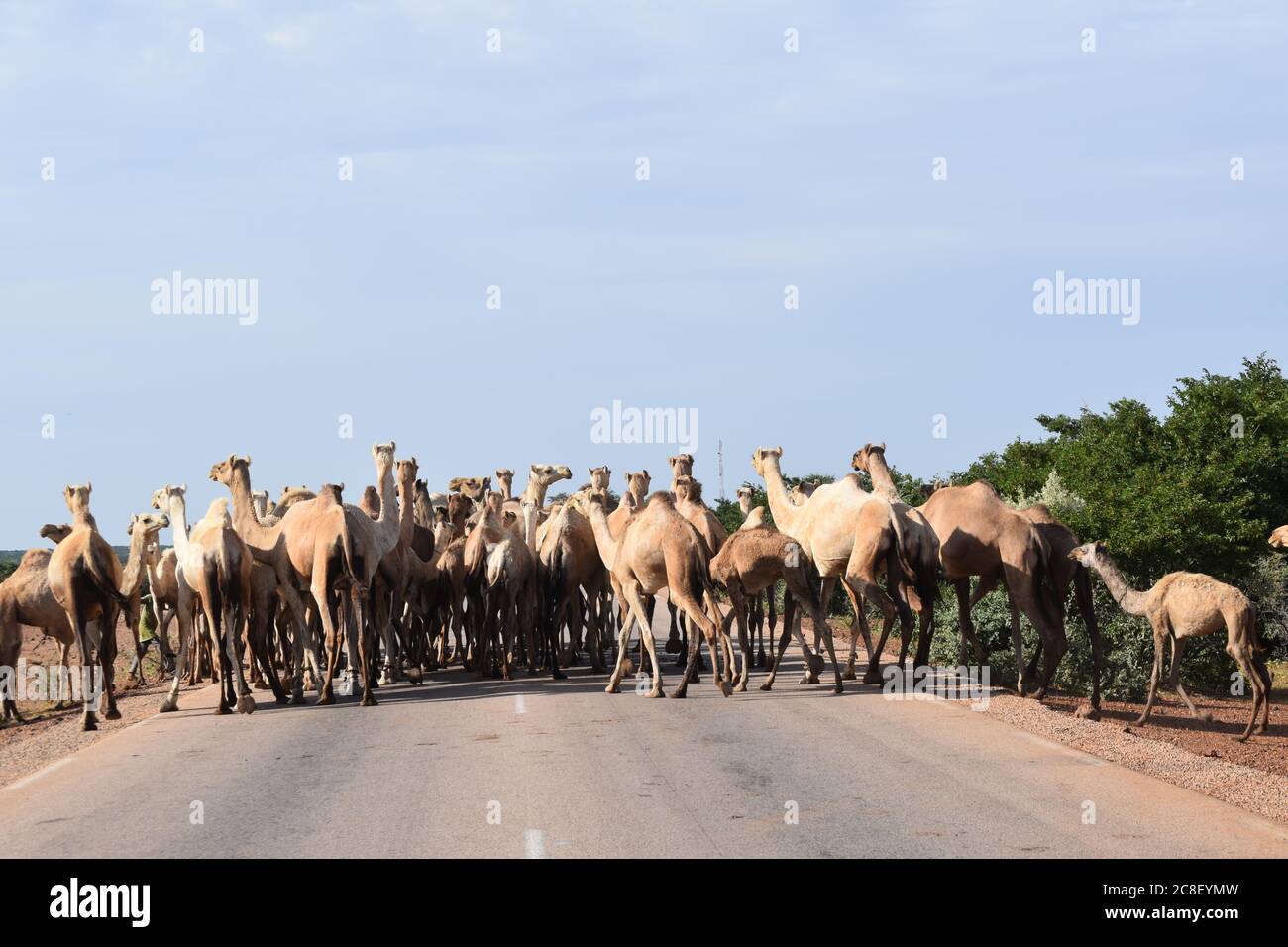 A herd of camels blocking the main highway in Niger, West Africa Stock Photo