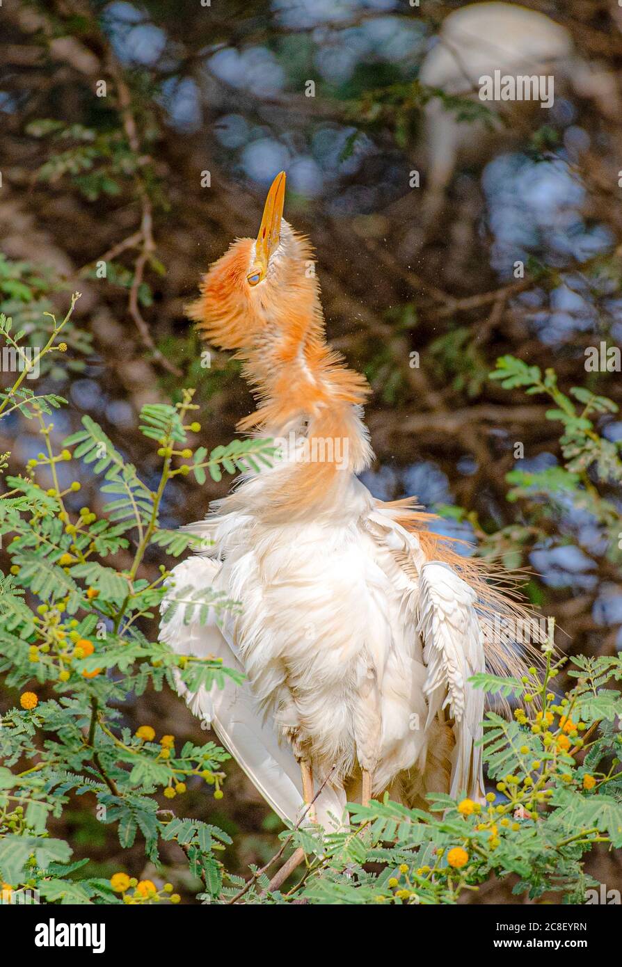 tropical birds in wildlife reserves of Pakistan Stock Photo Alamy