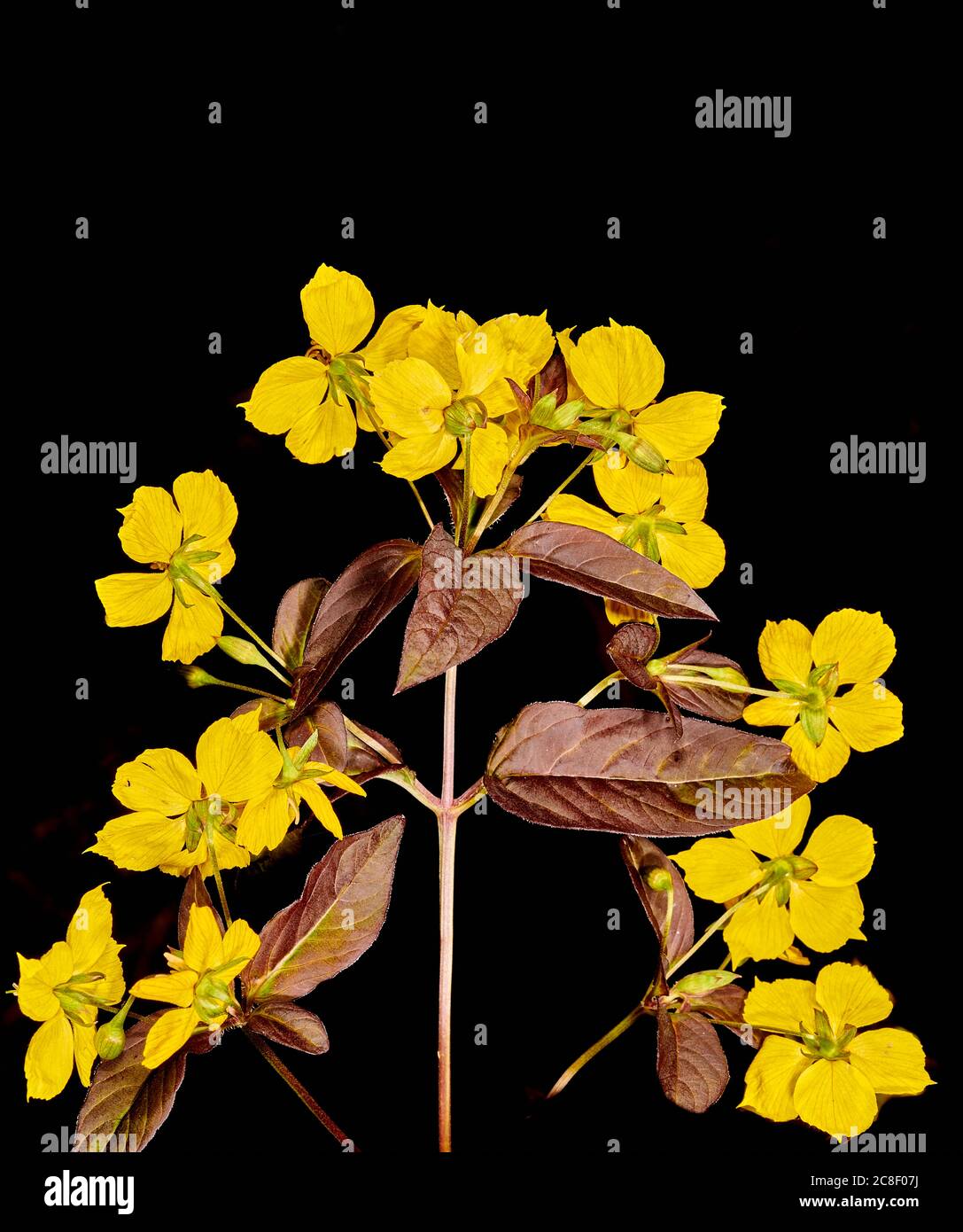 Cluster of small yellow flowers on the Fringed Loosestrife (lysimachia ciliata) plant. Stock Photo