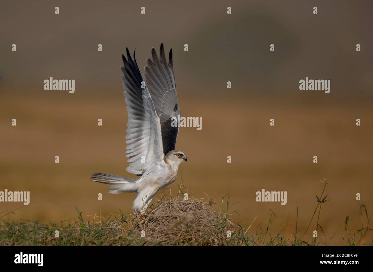 The blackshouldered kite, also known as the Australian black