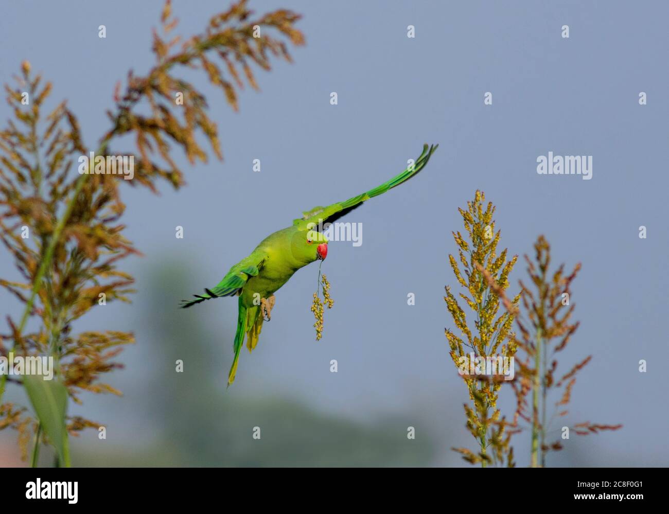 tropical birds in wildlife reserves of Pakistan Stock Photo Alamy
