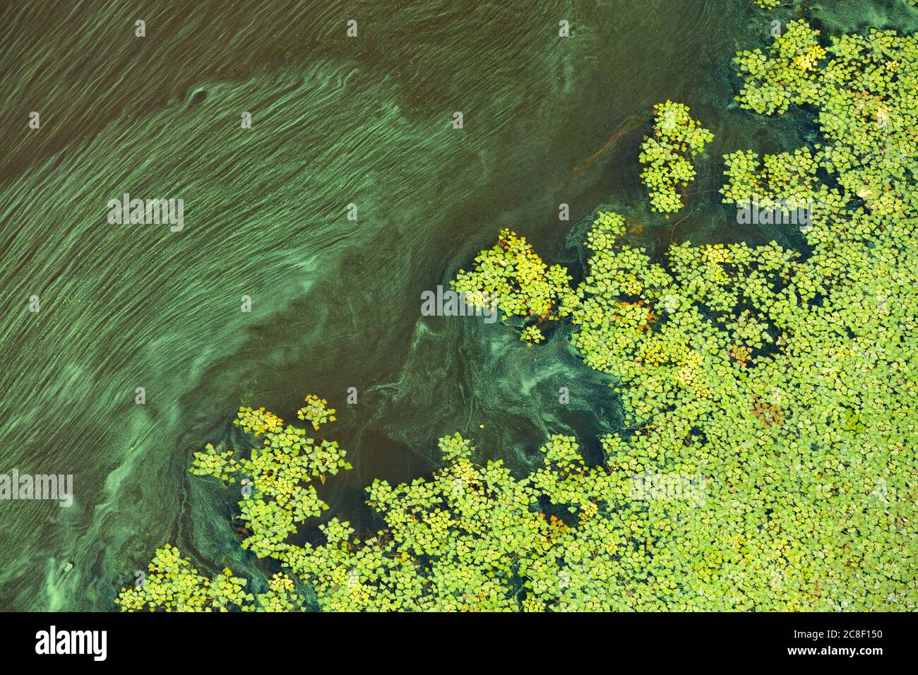 Green algae and plankton gradually cover the surface of the blooming water, the concept of pollution of the water surface of the earth, copy space. Stock Photo