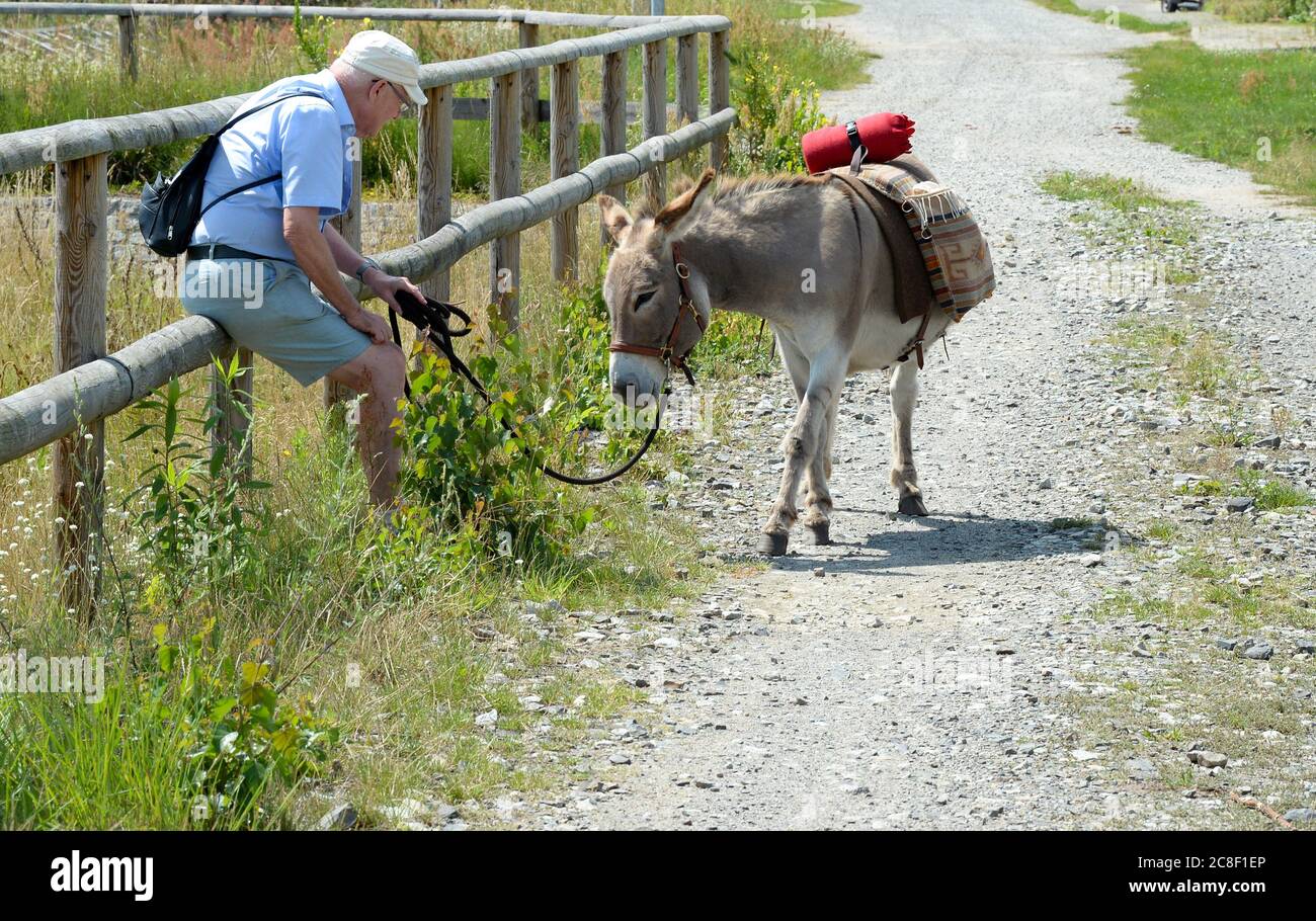 Heidesee, Germany. 18th July, 2020. hiker with a donkey as companion on a hiking trail through the Dahme-Heideseen nature park. At the donkey "Heidesee Esel" in Streganz animals can
