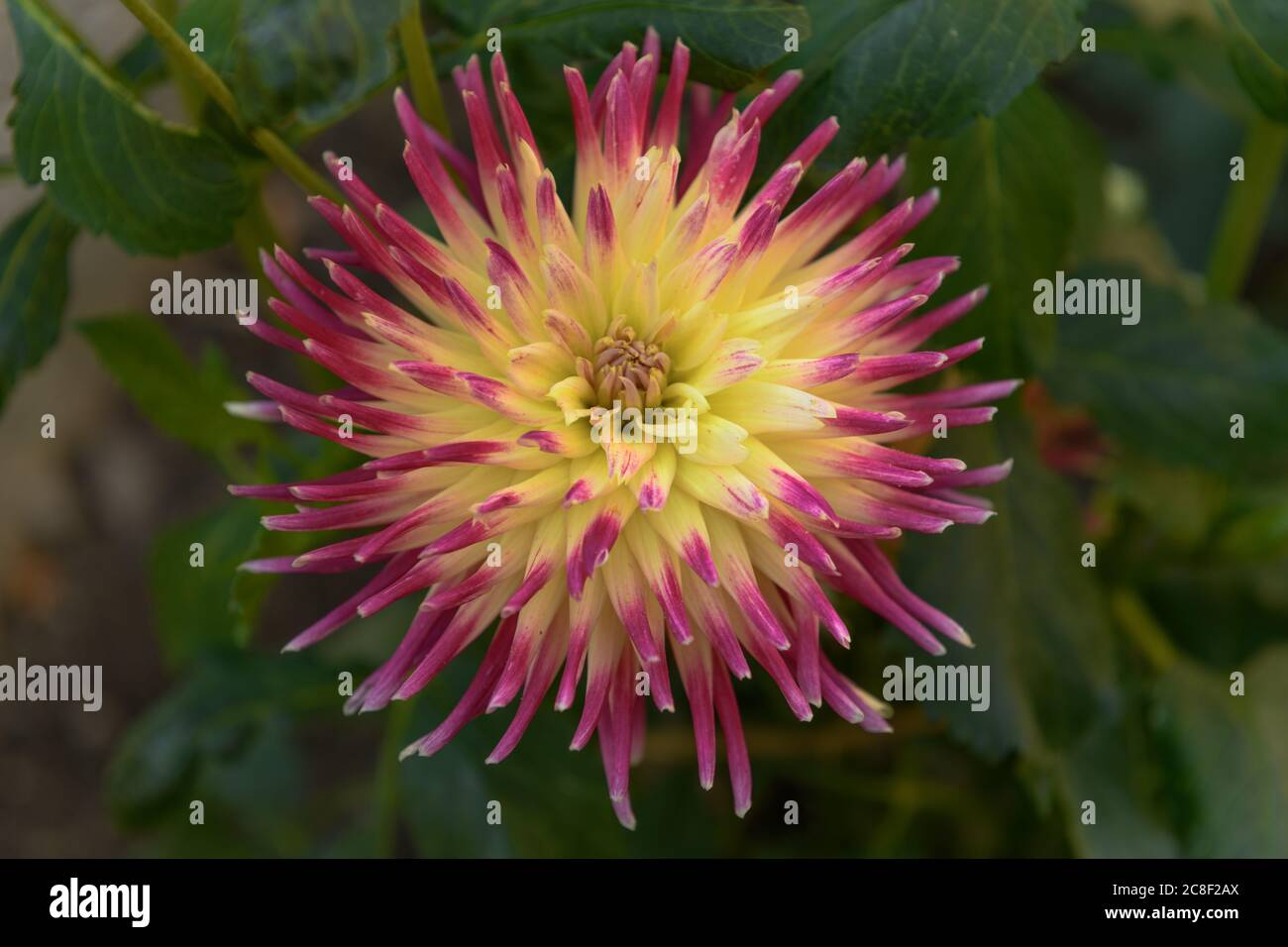 Dahlia flowers growing in a french garden park Stock Photo Alamy