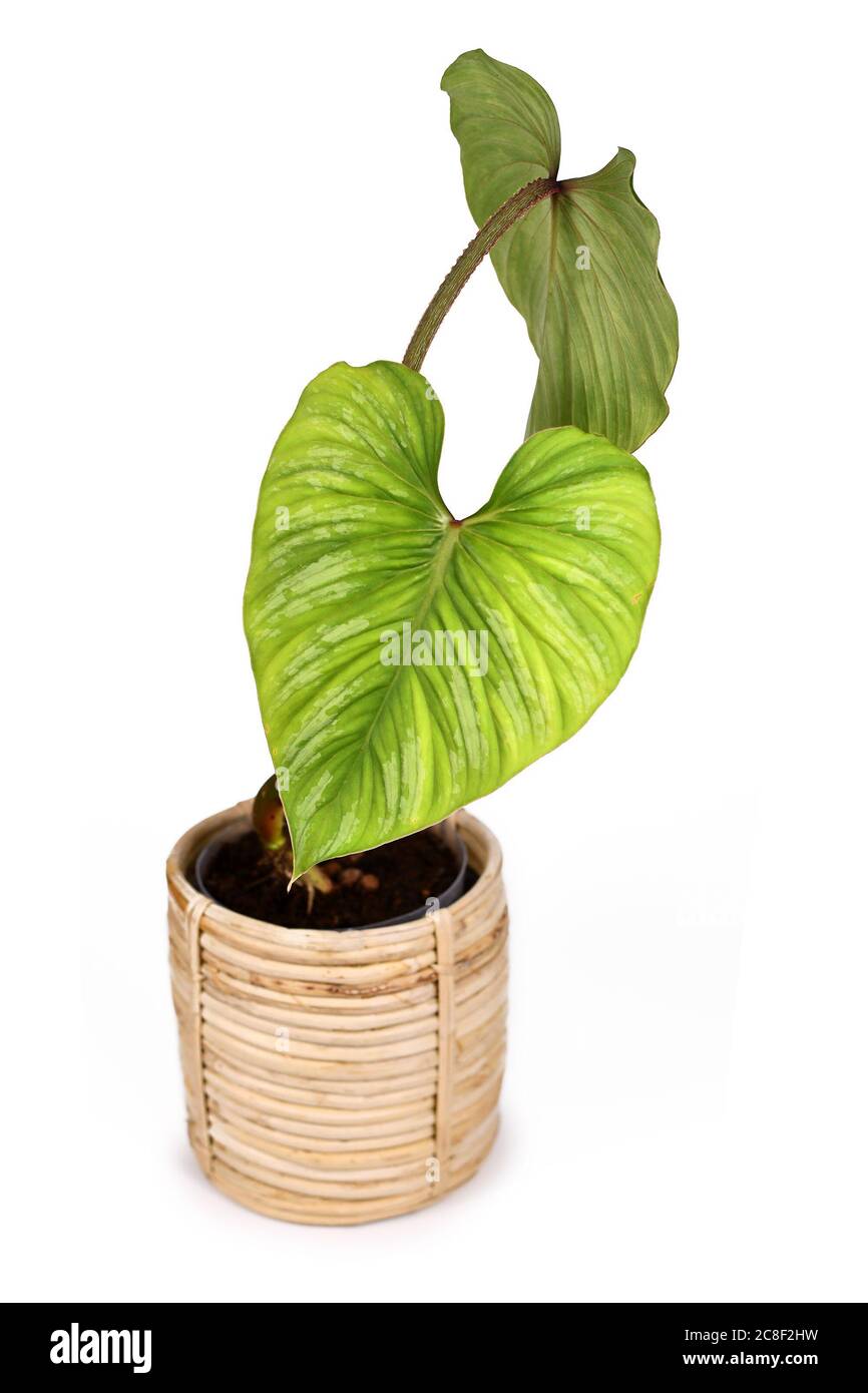 Tropical 'Philodendron Mamei' houseplant with large leaves with silver pattern in natural flower pot isolated on white background Stock Photo