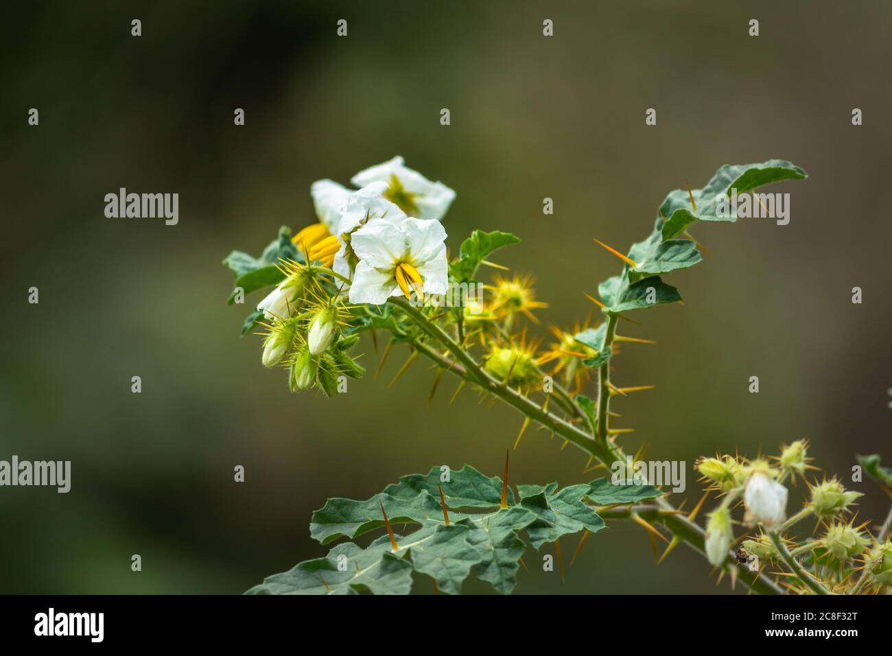 Random Jungle Shrubs Stock Photo - Alamy
