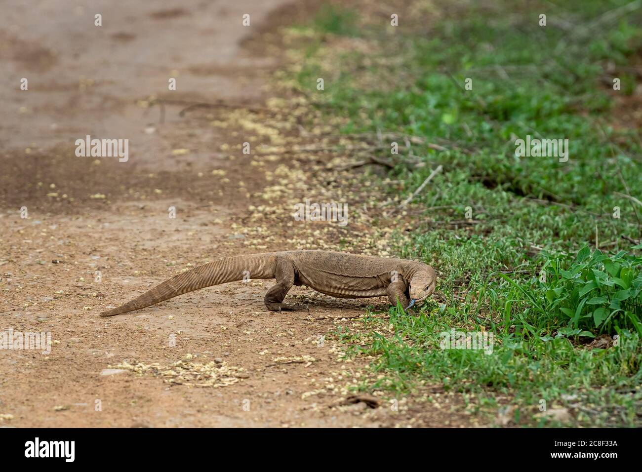 monitor lizard or bengal monitor or common indian monitor or varanus