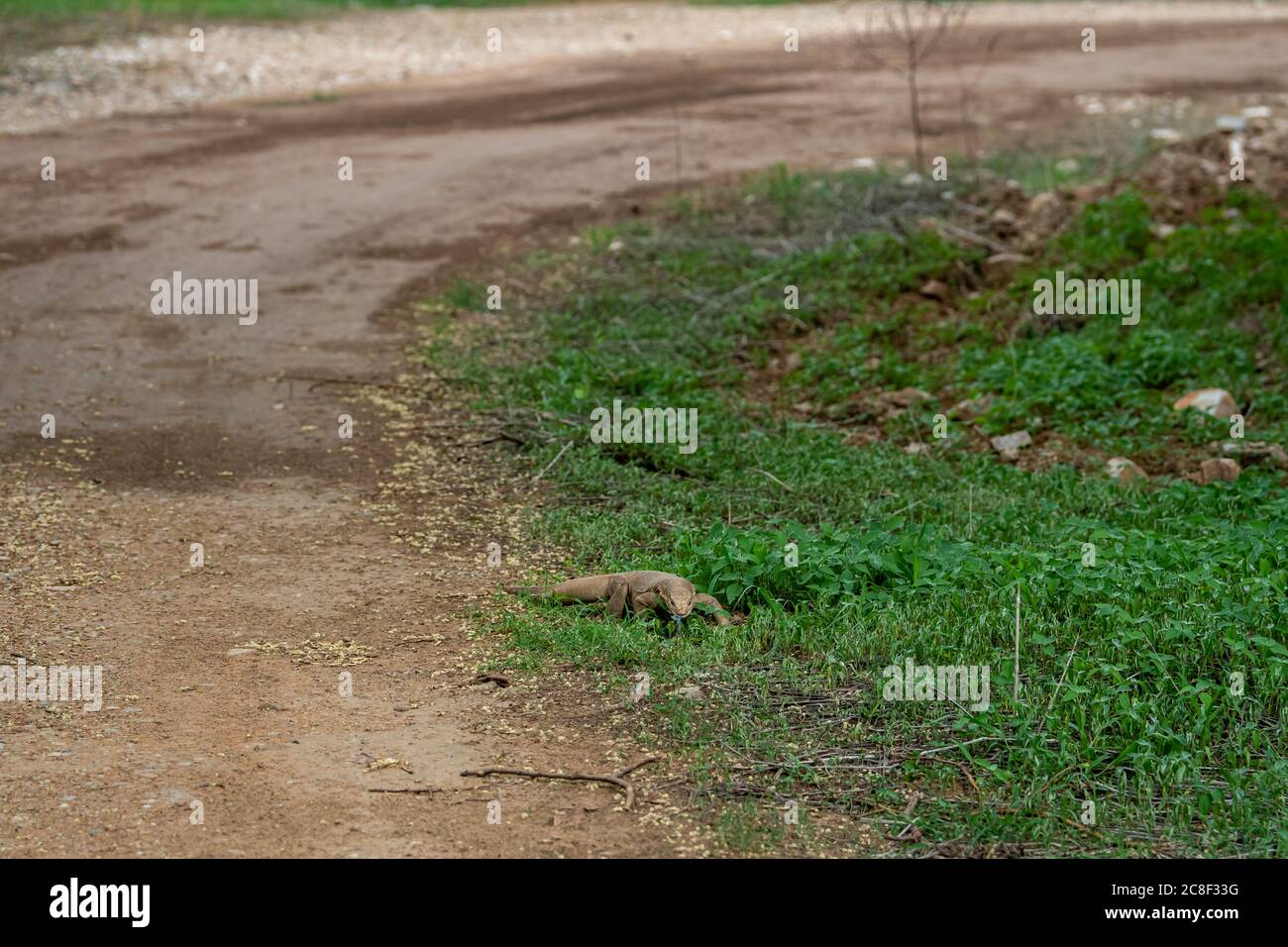 monitor lizard or bengal monitor or common indian monitor or varanus bengalensis in monsoon green forest at jhalana leopard or forest reserve jaipur Stock Photo