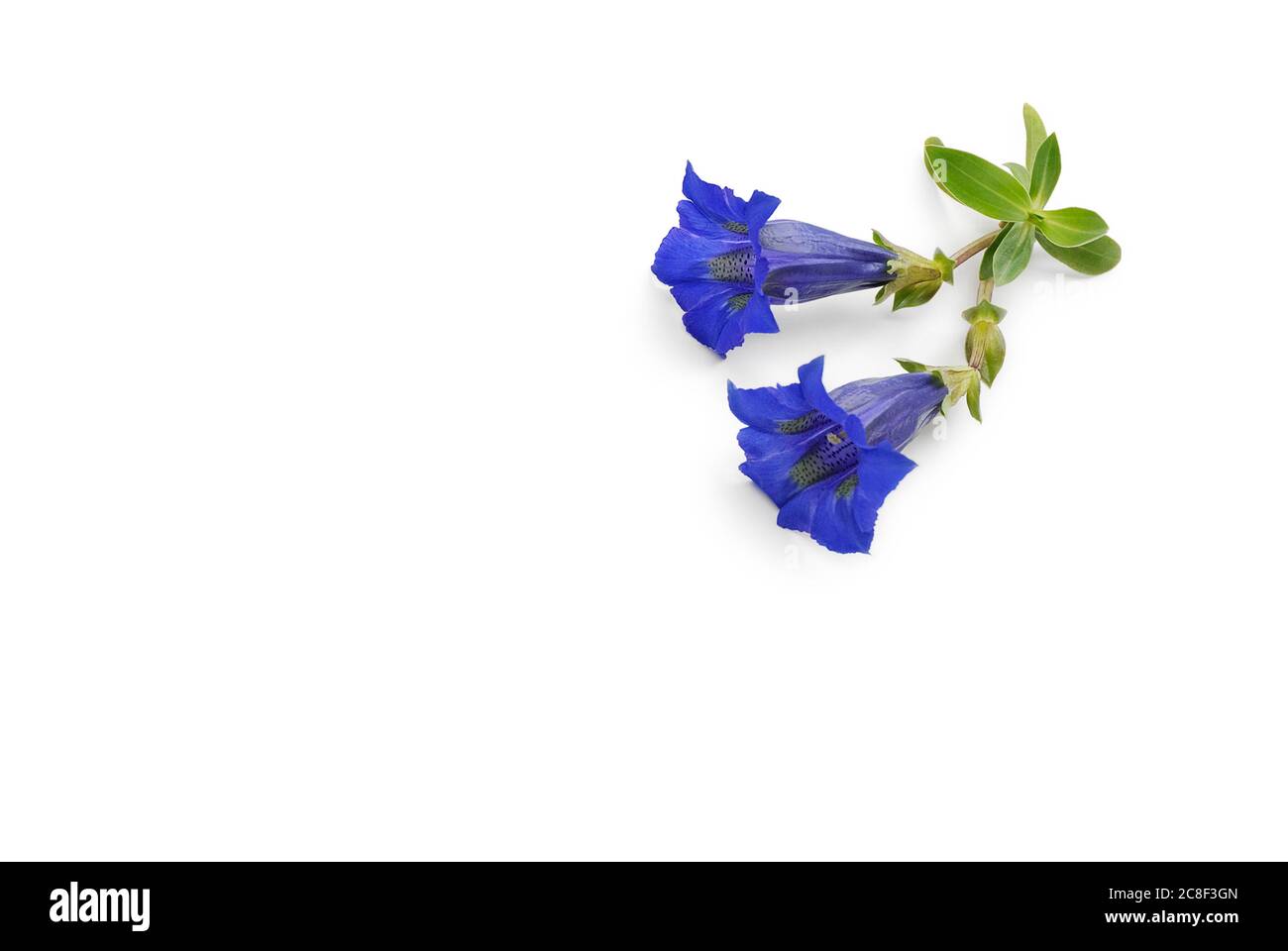 Blue gentian lies on white background Stock Photo
