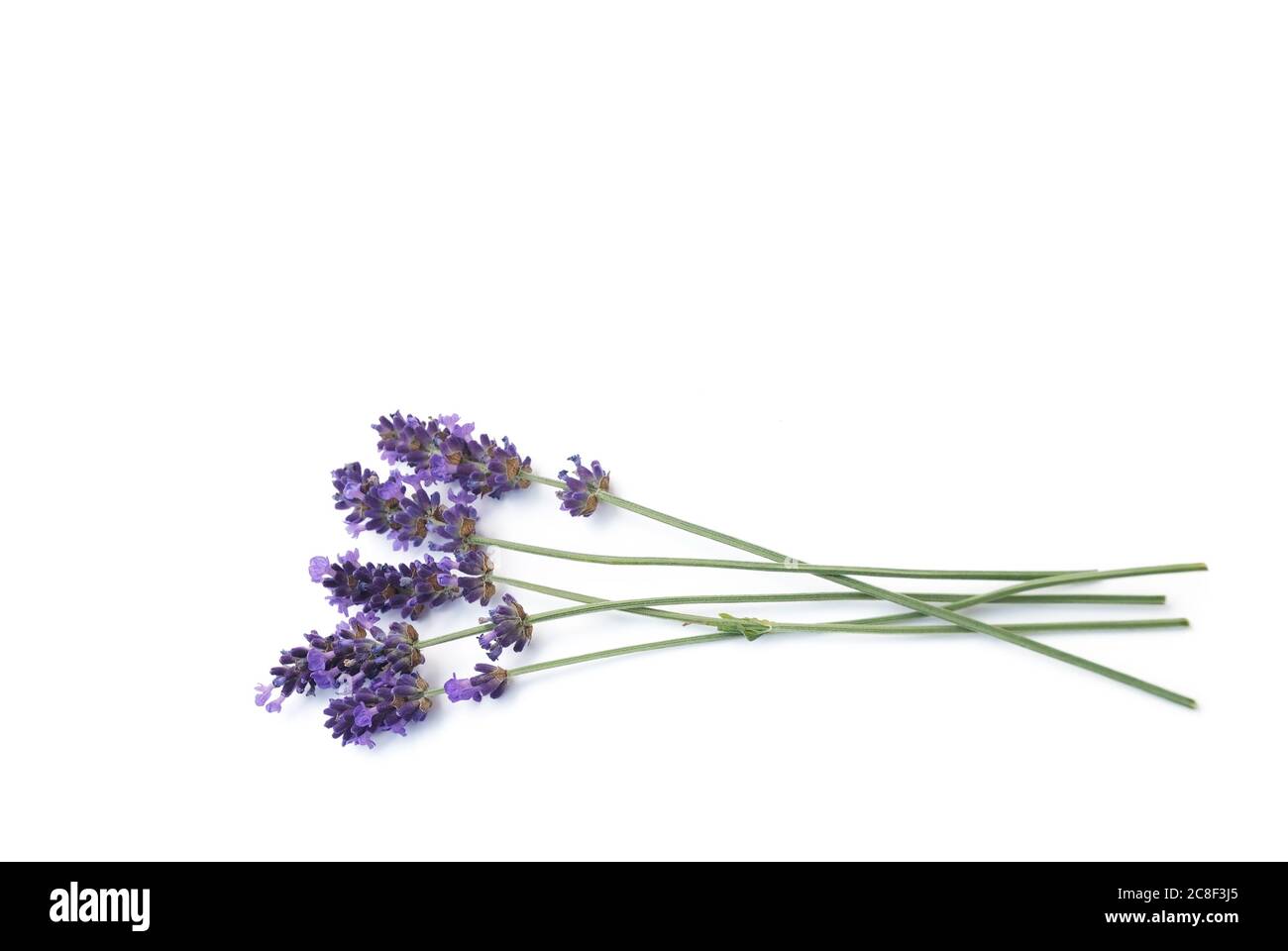 lavender lies on a white background Stock Photo
