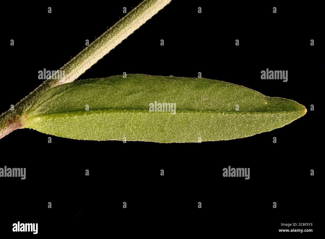 Hoary Alison (Berteroa incana). Leaf Closeup Stock Photo