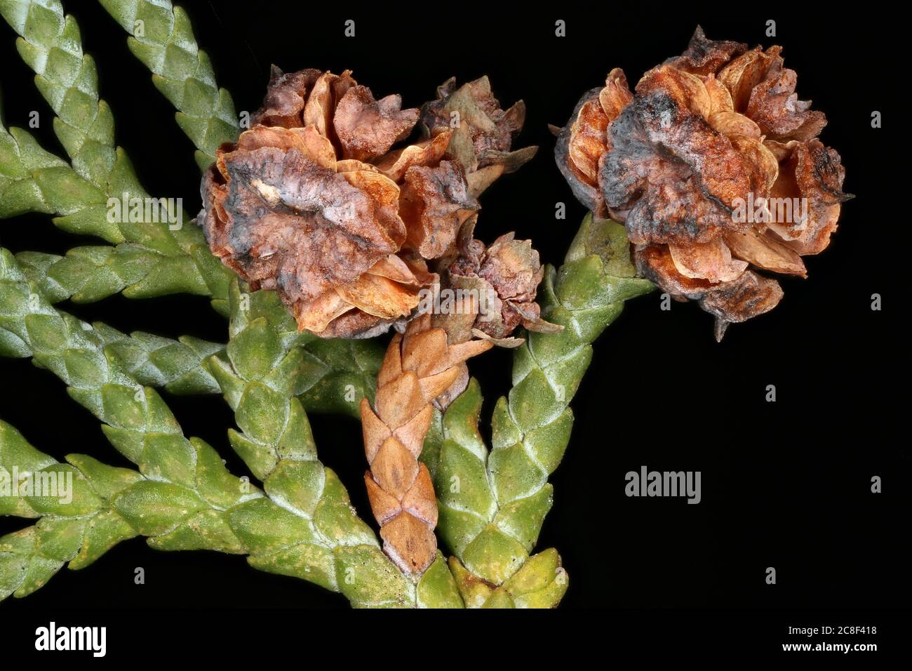 Lawson's Cypress (Chamaecyparis lawsoniana). Female Cones Closeup Stock Photo