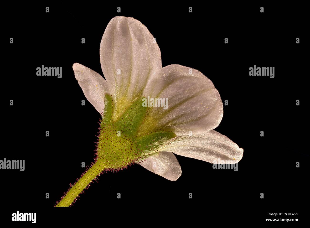 Tufted Saxifrage (Saxifraga cespitosa). Flower Closeup Stock Photo