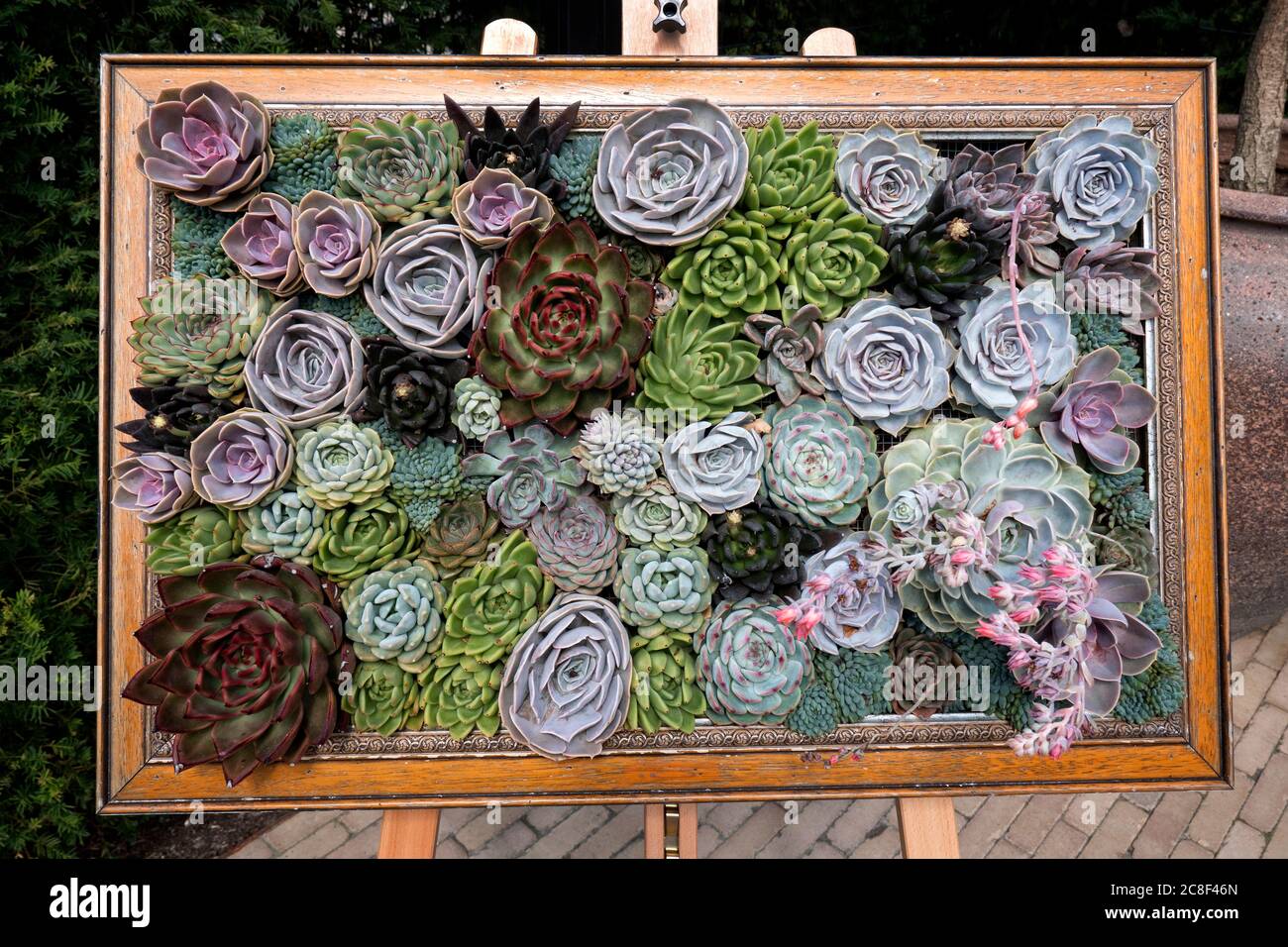 Succulent plant art display Stock Photo