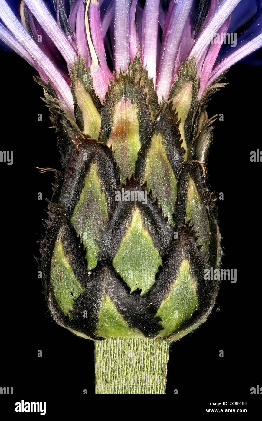 Mountain Cornflower (Centaurea montana). Involucre Closeup Stock Photo