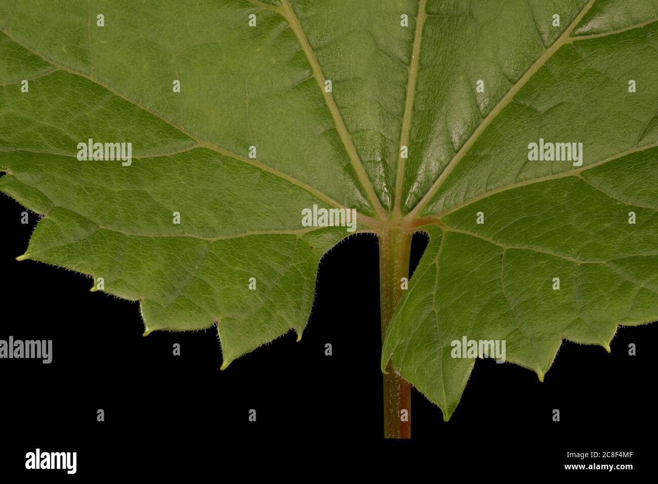 Riverbank Grape (Vitis riparia). Leaf Base Closeup Stock Photo