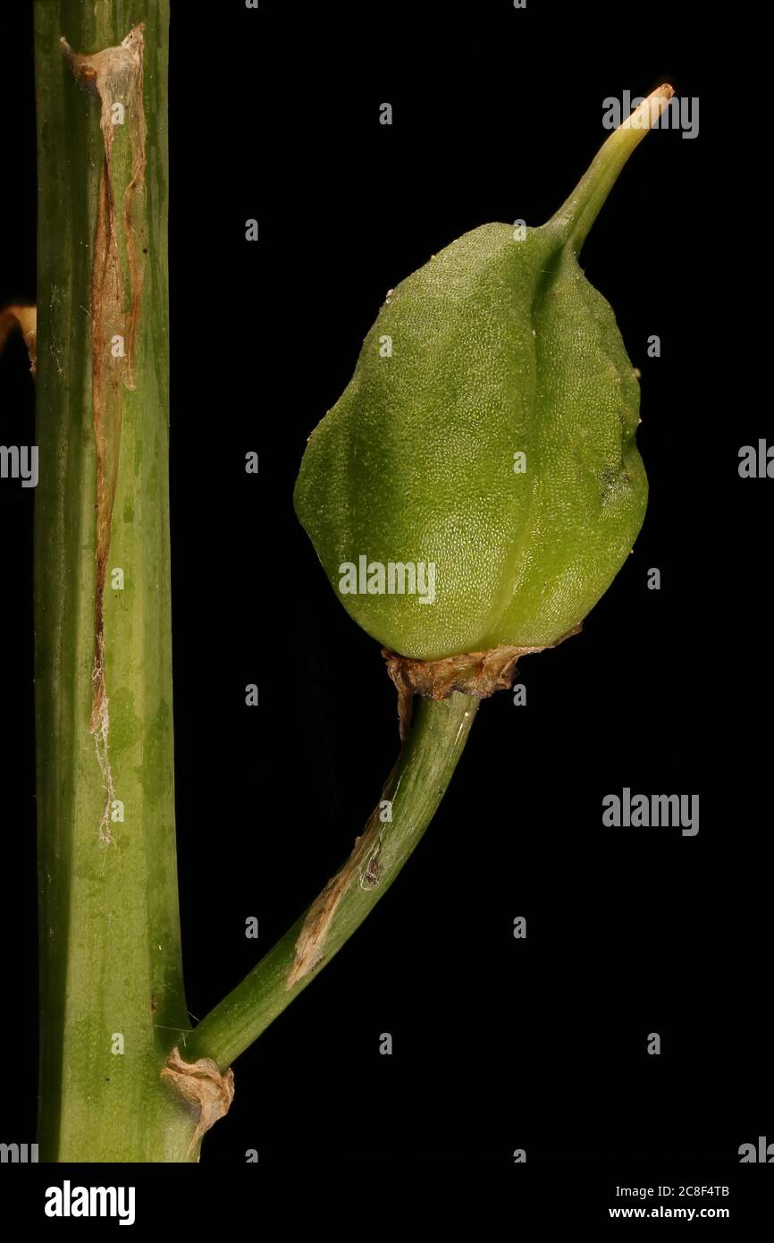 Hybrid Bluebell (Hyacinthoides x massartiana). Fruit Closeup Stock Photo