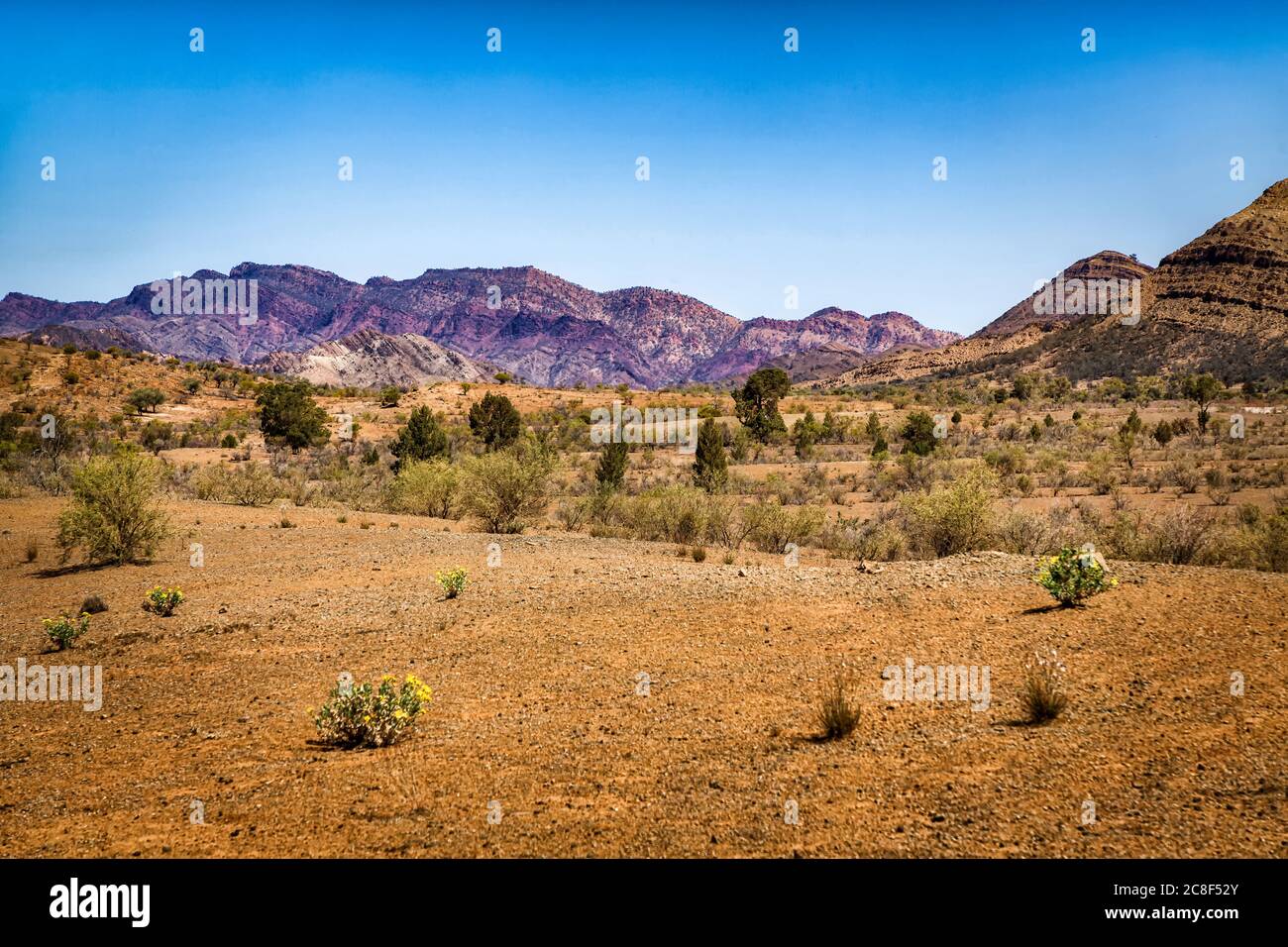 Wildflowers desert australia hi-res stock photography and images - Alamy