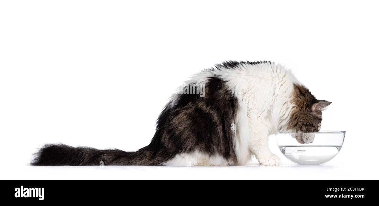 Norwegian Forestcat, sitting side ways, drinking water from glass bowl. Isolated on white background. Stock Photo