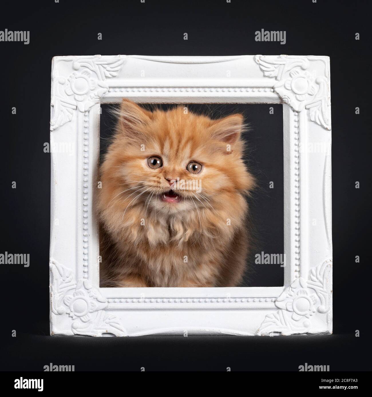 Fluffy solid red British Longhair kitten, standing with head through white photoframe. Looking towards camera. Isolated on black background. Mouth ope Stock Photo