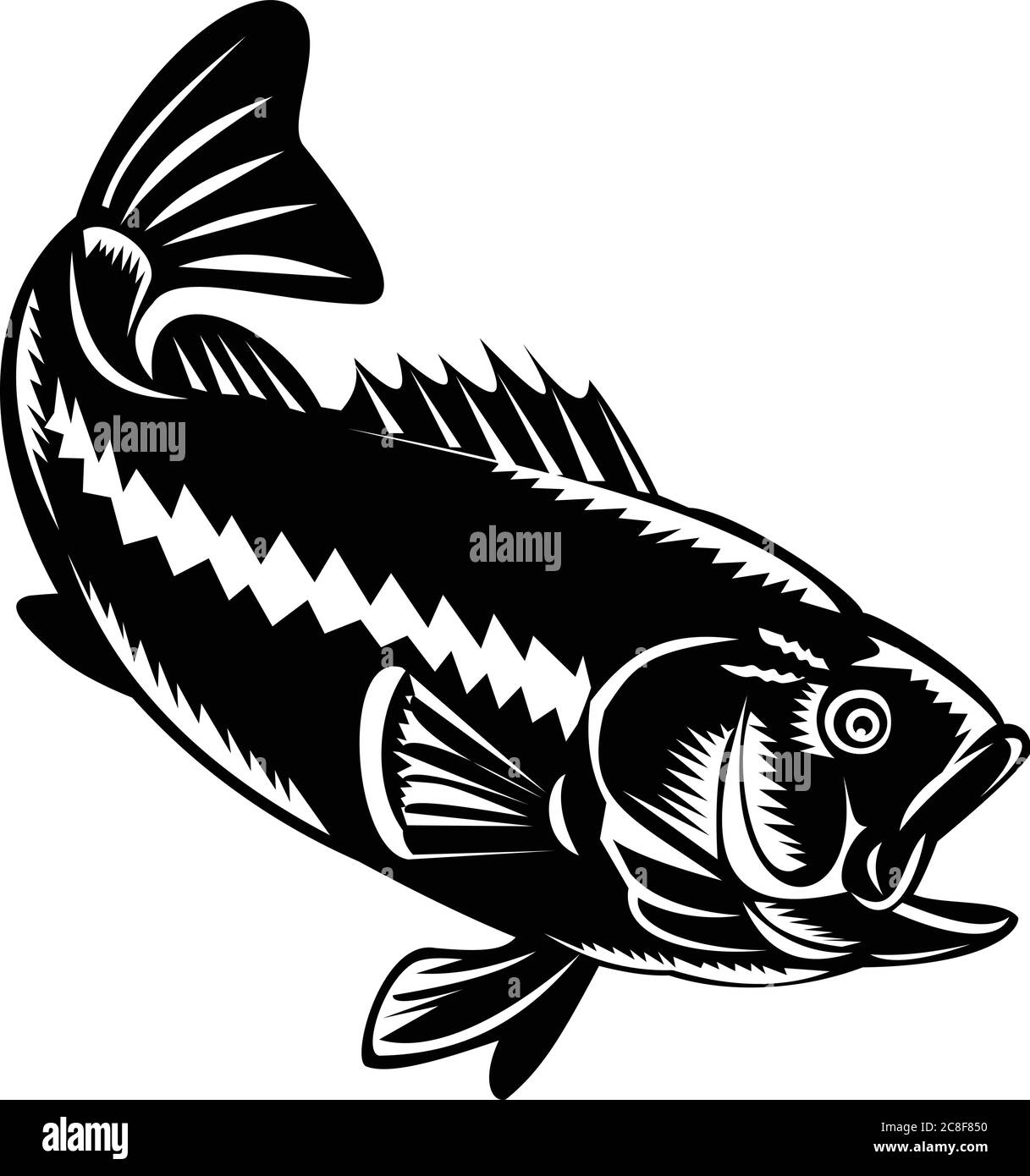 Illustration of a largemouth bass (Micropterus salmoides), species of black bass and a carnivorous freshwater gamefish, diving down done in retro wood Stock Vector