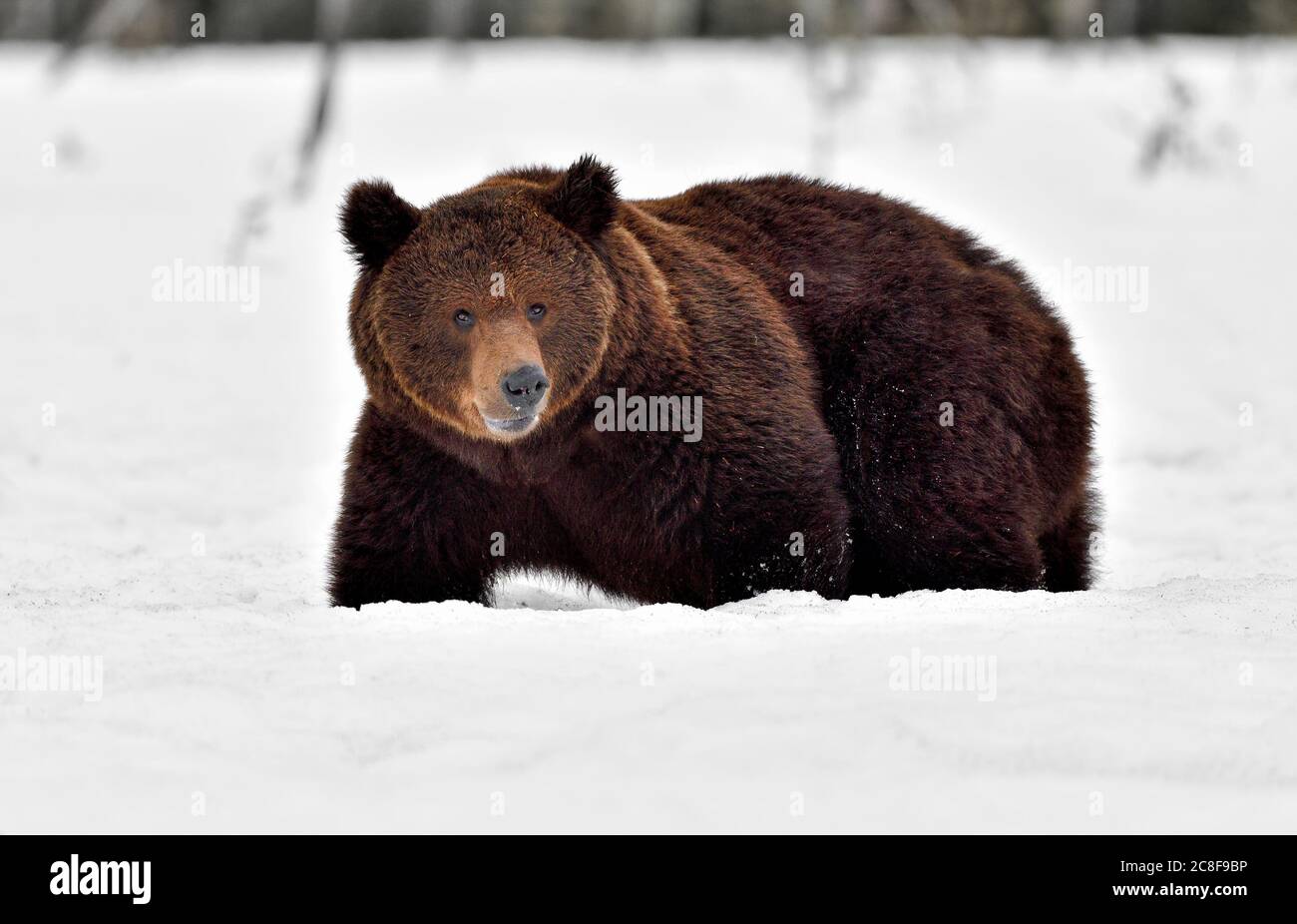 A brown bear is bogged down in deep snow. Stock Photo
