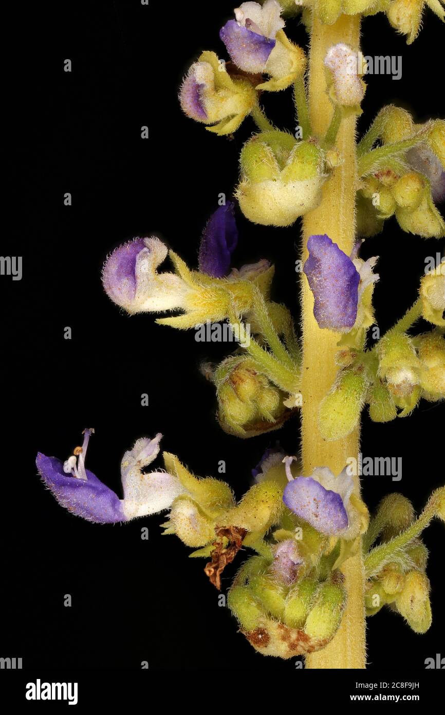 Painted Nettle (Plectranthus scutellarioides). Inflorescence Detail Closeup Stock Photo