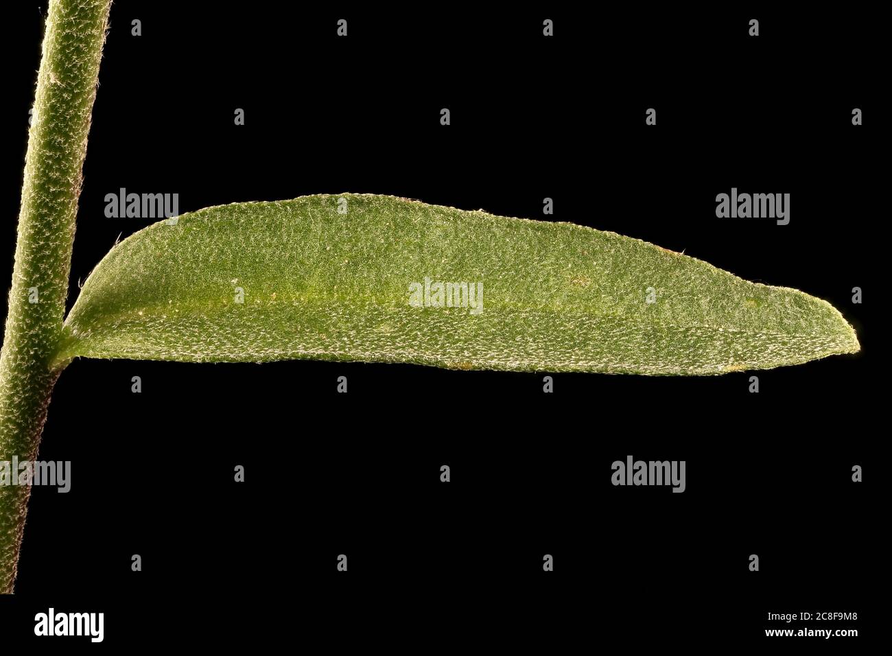 Hoary Alison (Berteroa incana). Leaf Closeup Stock Photo