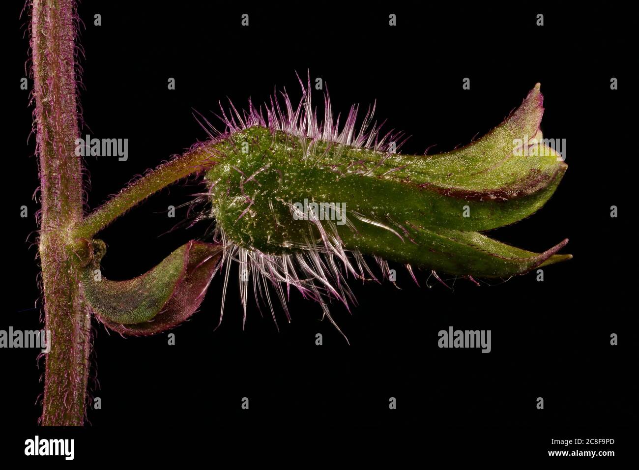 Korean Perilla (Perilla frutescens). Calyx Closeup Stock Photo