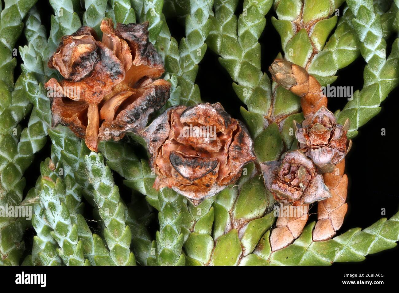 Lawson's Cypress (Chamaecyparis lawsoniana). Female Cones Closeup Stock Photo