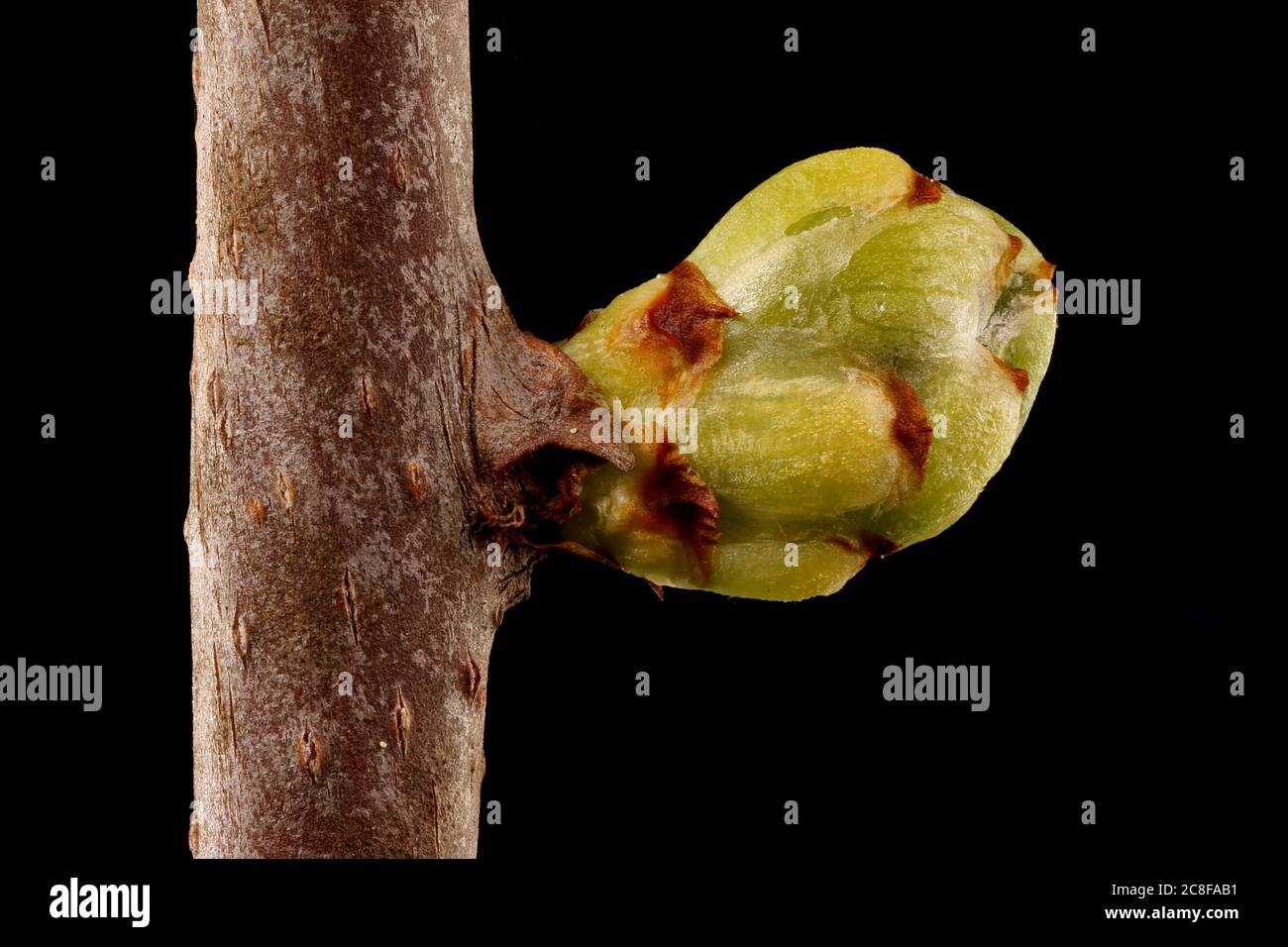 Staff Vine (Celastrus orbiculatus). Leaf Bud Closeup Stock Photo