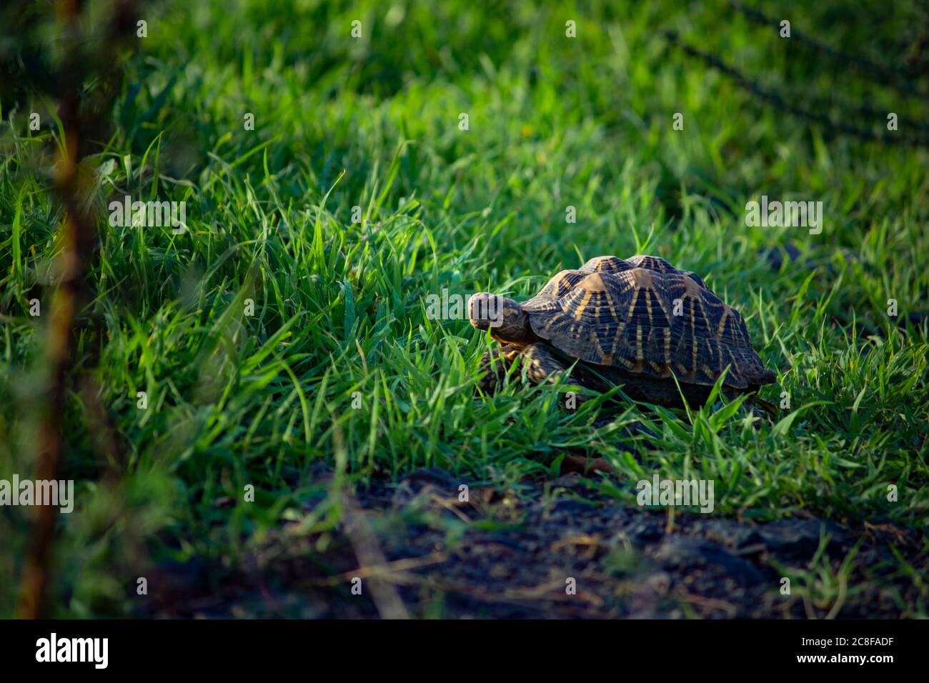 Tortoise on the Grass Stock Photo Alamy